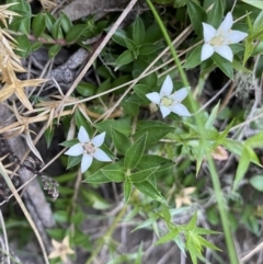 Rhytidosporum alpinum at Cotter River, ACT - 20 Feb 2022