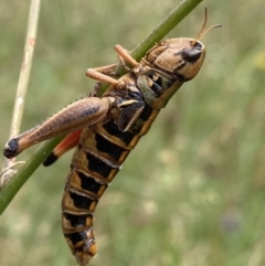 Praxibulus sp. (genus) (A grasshopper) at Cotter River, ACT - 20 Feb 2022 by Ned_Johnston