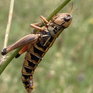 Praxibulus sp. (genus) at Cotter River, ACT - 20 Feb 2022