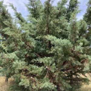 Cupressus arizonica at Watson, ACT - 21 Feb 2022