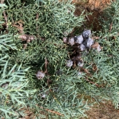 Cupressus arizonica at Watson, ACT - 21 Feb 2022