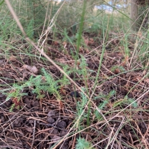 Cupressus arizonica at Watson, ACT - 21 Feb 2022