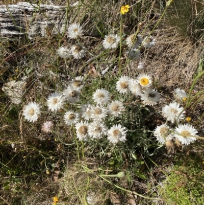 Leucochrysum alpinum (Alpine Sunray) at Cotter River, ACT - 19 Feb 2022 by Ned_Johnston