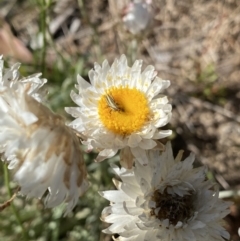 Leucochrysum alpinum at Cotter River, ACT - 20 Feb 2022