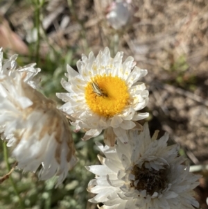 Leucochrysum alpinum at Cotter River, ACT - 20 Feb 2022