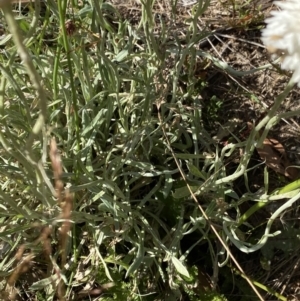 Leucochrysum alpinum at Cotter River, ACT - 20 Feb 2022