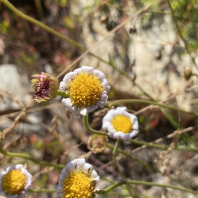 Brachyscome aculeata (Hill Daisy) at Cotter River, ACT - 20 Feb 2022 by NedJohnston