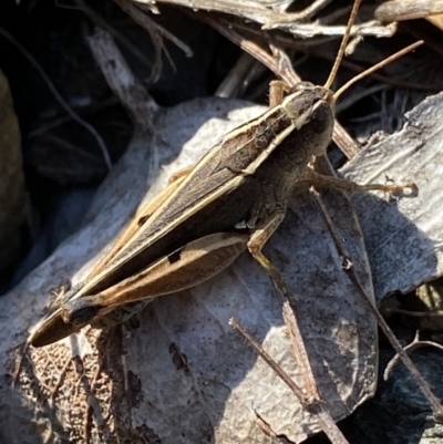 Phaulacridium vittatum (Wingless Grasshopper) at Namadgi National Park - 20 Feb 2022 by NedJohnston