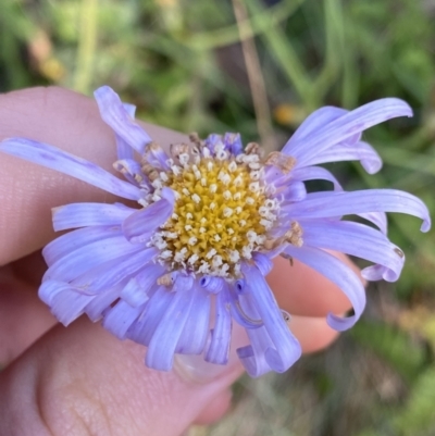 Brachyscome spathulata (Coarse Daisy, Spoon-leaved Daisy) at Cotter River, ACT - 19 Feb 2022 by Ned_Johnston