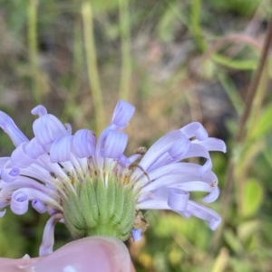 Brachyscome spathulata at Cotter River, ACT - 20 Feb 2022 09:10 AM