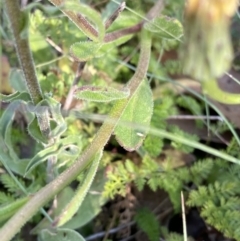 Brachyscome spathulata at Cotter River, ACT - 20 Feb 2022