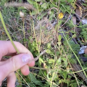 Brachyscome spathulata at Cotter River, ACT - 20 Feb 2022