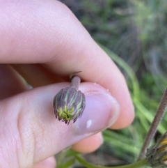 Brachyscome spathulata at Cotter River, ACT - 20 Feb 2022