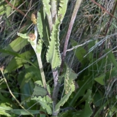 Podolepis robusta at Cotter River, ACT - 20 Feb 2022