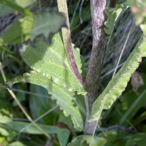 Podolepis robusta at Cotter River, ACT - 20 Feb 2022