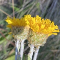 Podolepis robusta at Cotter River, ACT - 20 Feb 2022