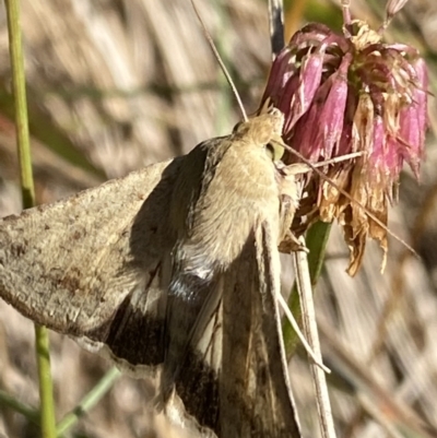 Helicoverpa punctigera (Native Budworm) at Cotter River, ACT - 20 Feb 2022 by NedJohnston