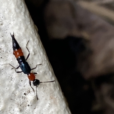 Paederus sp. (genus) (Whiplash rove beetle) at Jerrabomberra, NSW - 22 Feb 2022 by Steve_Bok
