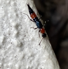 Paederus sp. (genus) at Jerrabomberra, NSW - 22 Feb 2022