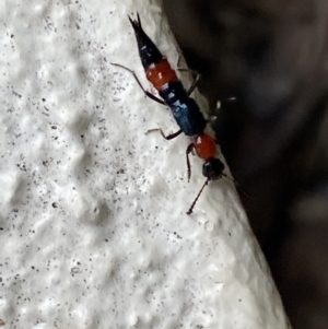 Paederus sp. (genus) at Jerrabomberra, NSW - 22 Feb 2022