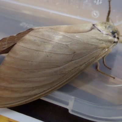 Abantiades hyalinatus (Mustard Ghost Moth) at Rugosa - 21 Feb 2022 by SenexRugosus