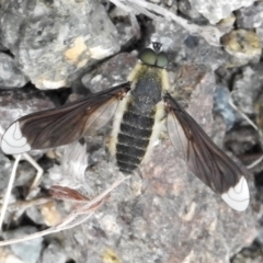 Comptosia apicalis (A bee fly) at Cotter River, ACT - 22 Feb 2022 by JohnBundock