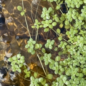 Callitriche stagnalis at Cotter River, ACT - 19 Feb 2022