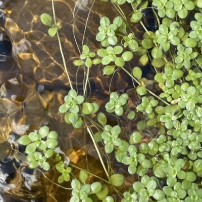 Callitriche stagnalis (Common Starwort) at Cotter River, ACT - 19 Feb 2022 by JaneR