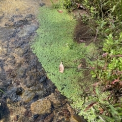 Callitriche stagnalis at Cotter River, ACT - 19 Feb 2022