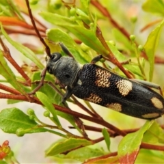 Phoracantha flavopicta (A longhorn beetle) at Cotter River, ACT - 21 Feb 2022 by JohnBundock