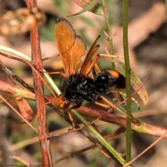 Cryptocheilus sp. (genus) (Spider wasp) at Red Hill, ACT - 22 Feb 2022 by Roger