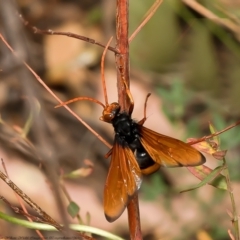 Cryptocheilus sp. (genus) at Red Hill, ACT - 22 Feb 2022