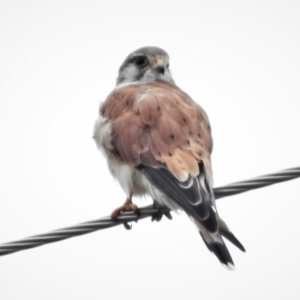 Falco cenchroides at Paddys River, ACT - 22 Feb 2022 11:11 AM