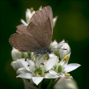 Zizina otis at Holt, ACT - 22 Feb 2022 02:03 PM