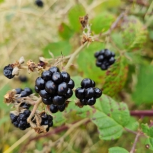 Rubus anglocandicans at Jerrabomberra, ACT - 22 Feb 2022 04:21 PM