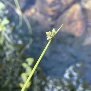 Isolepis inundata at Cotter River, ACT - 19 Feb 2022 04:07 PM