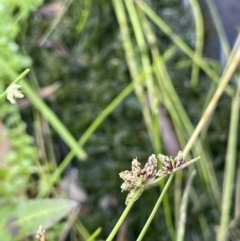 Isolepis inundata at Cotter River, ACT - 19 Feb 2022