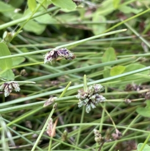 Isolepis inundata at Cotter River, ACT - 19 Feb 2022 04:07 PM