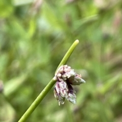 Isolepis inundata at Cotter River, ACT - 19 Feb 2022 04:07 PM