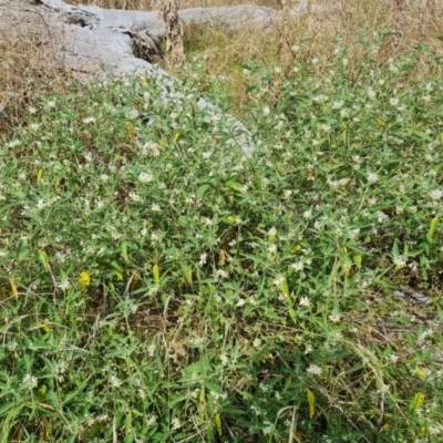 Solanum chenopodioides (Whitetip Nightshade) at Isaacs Ridge - 22 Feb 2022 by Mike