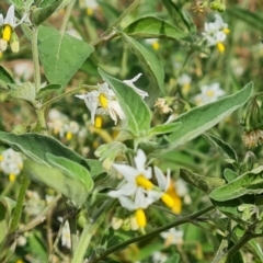 Solanum chenopodioides at Isaacs, ACT - 22 Feb 2022 04:48 PM