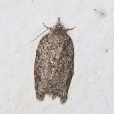 Tortricinae (subfamily) (A tortrix moth) at Melba, ACT - 25 Dec 2021 by kasiaaus