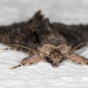 Prorocopis euxantha at Melba, ACT - 25 Dec 2021