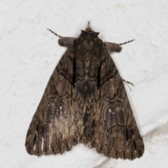 Prorocopis euxantha at Melba, ACT - 25 Dec 2021