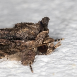 Prorocopis euxantha at Melba, ACT - 25 Dec 2021