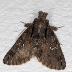 Prorocopis euxantha at Melba, ACT - 25 Dec 2021