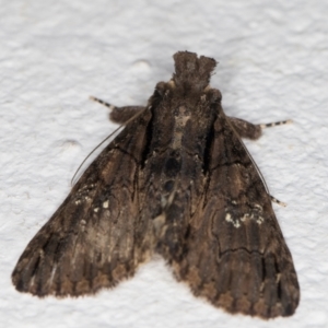 Prorocopis euxantha at Melba, ACT - 25 Dec 2021