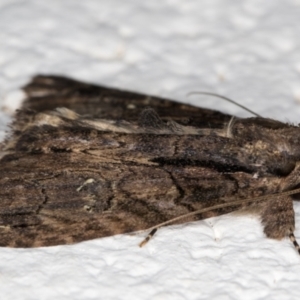 Prorocopis euxantha at Melba, ACT - 25 Dec 2021