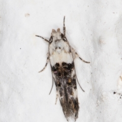 Leptozestis toreutica at Melba, ACT - 25 Dec 2021 10:37 PM