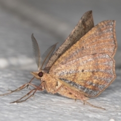 Rhinodia rostraria at Melba, ACT - 25 Dec 2021 10:47 PM